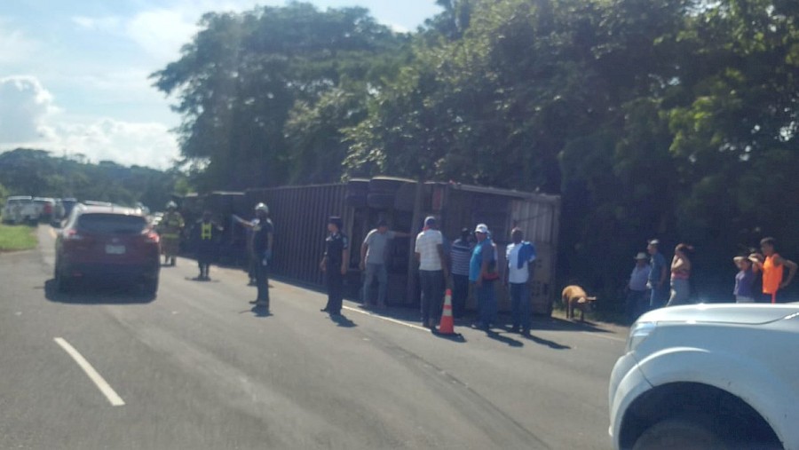 Vuelco de camión que transportaba cerdos en Guararé