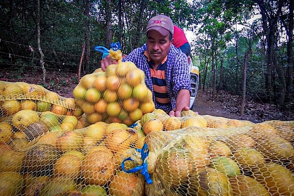 Se han emitido unos 45 mil salvoconductos para productores