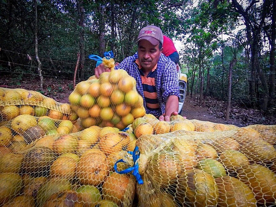 Se han emitido unos 45 mil salvoconductos para productores