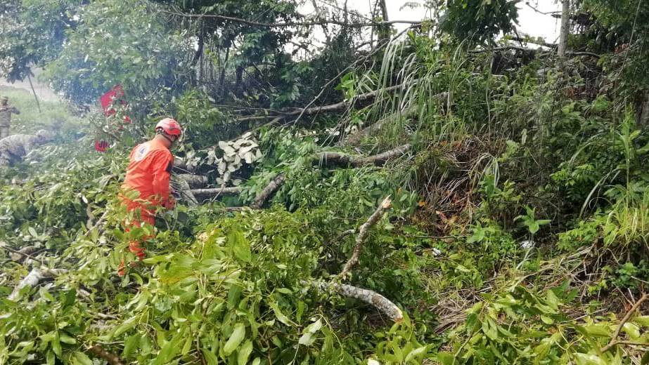 Árbol cae sobre un bus en la vía Interamericana