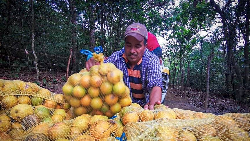 Se han emitido unos 45 mil salvoconductos para productores