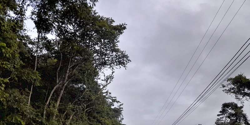 Otra víctima fatal en la vía Omar Torrijos Herrera en el área Forestal